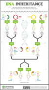 Chart: DNA Inheritance